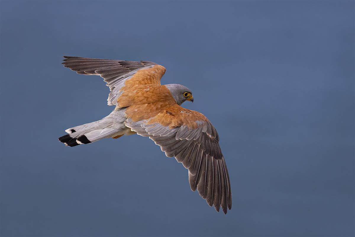 Lesser Kestrel