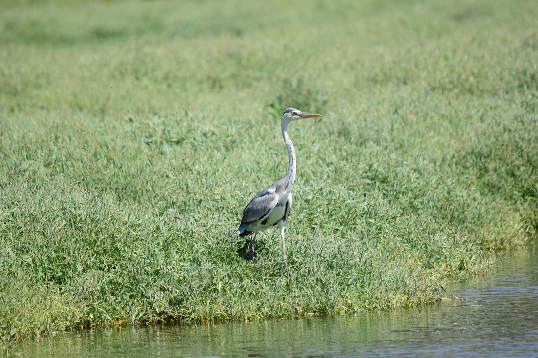 Grey Heron