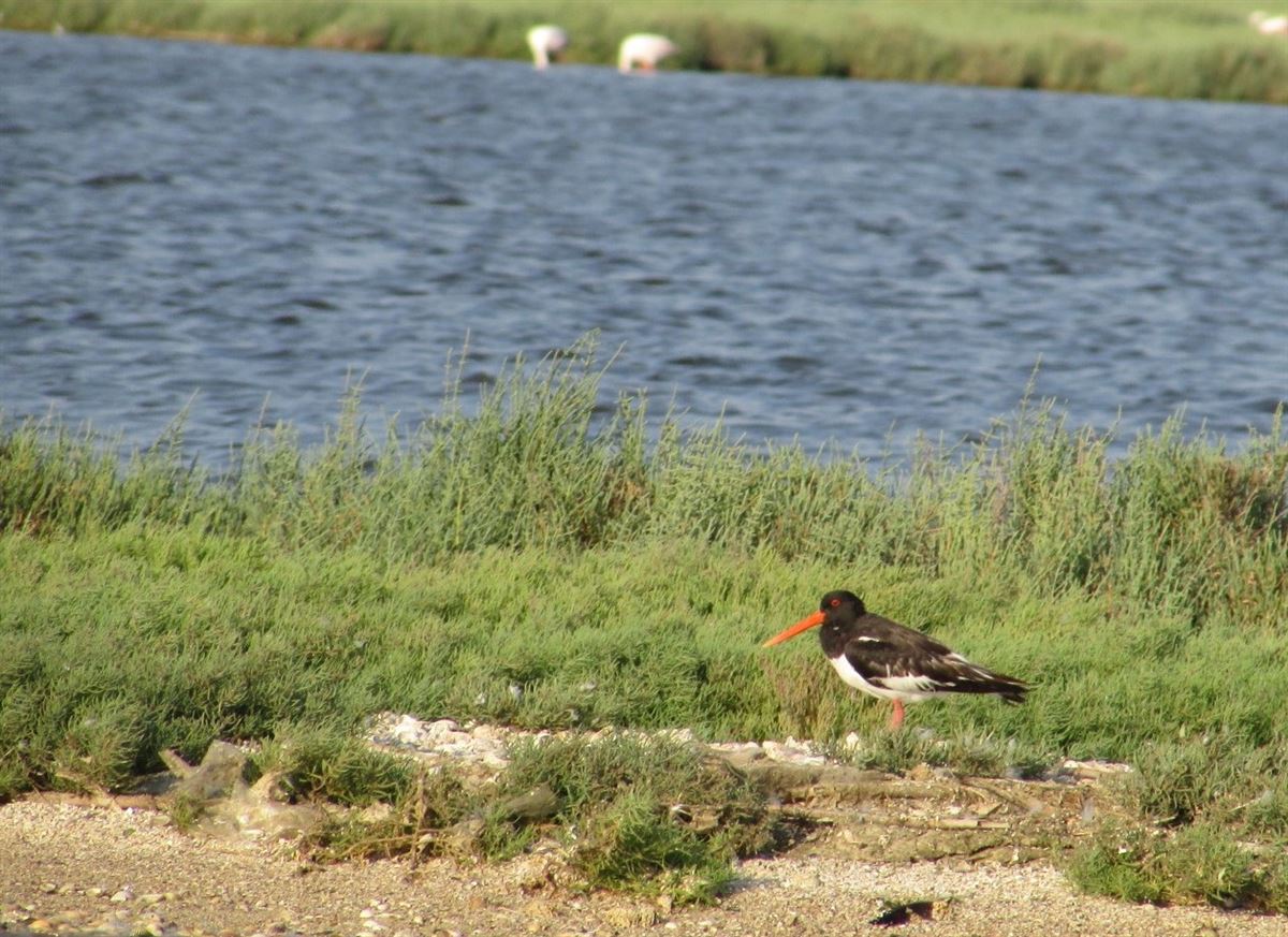 Eurasian Oystercatcher