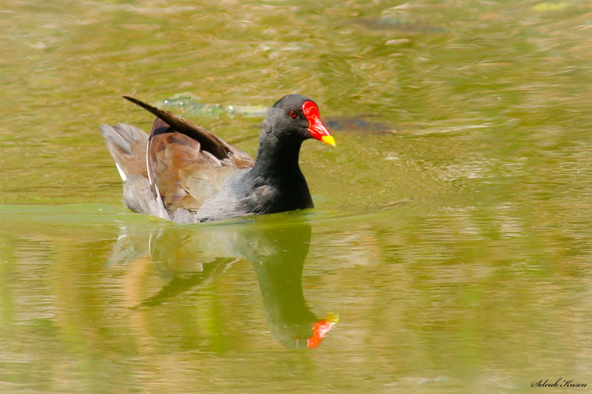 Common Moorhen
