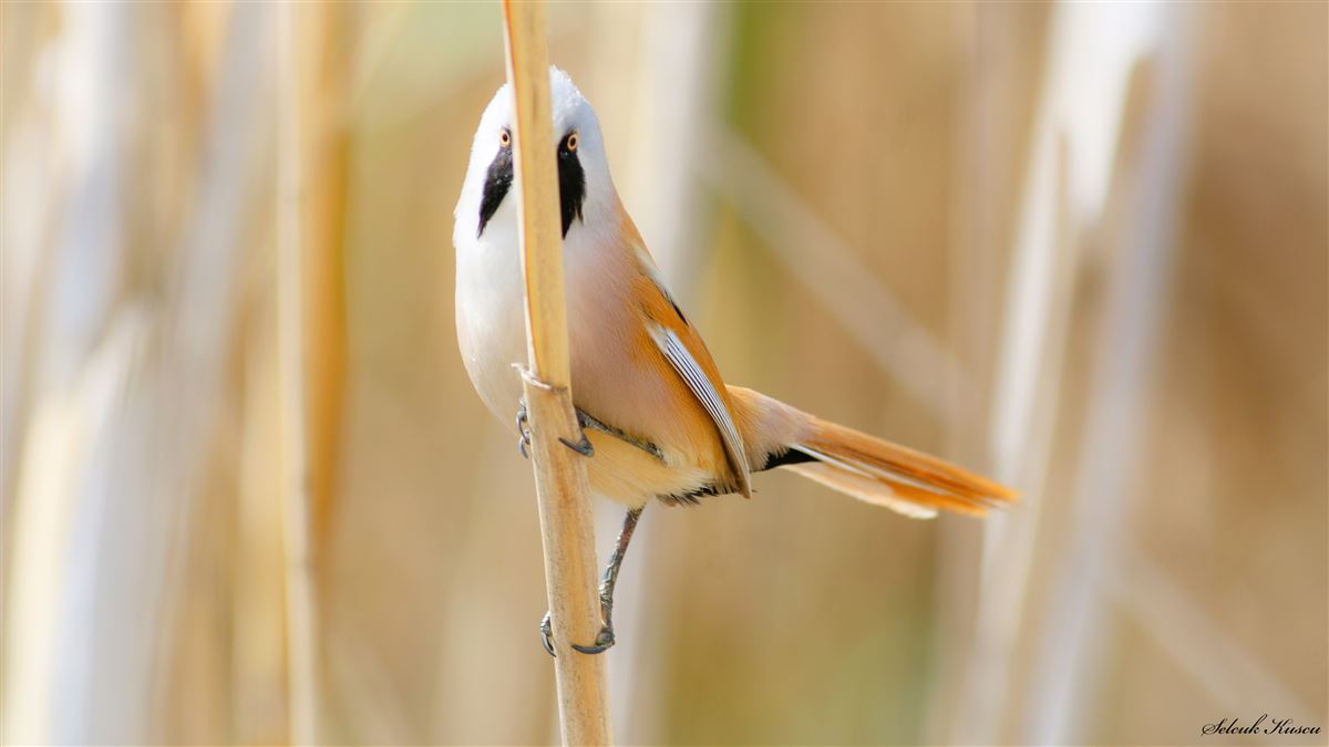 Bearded Reedling