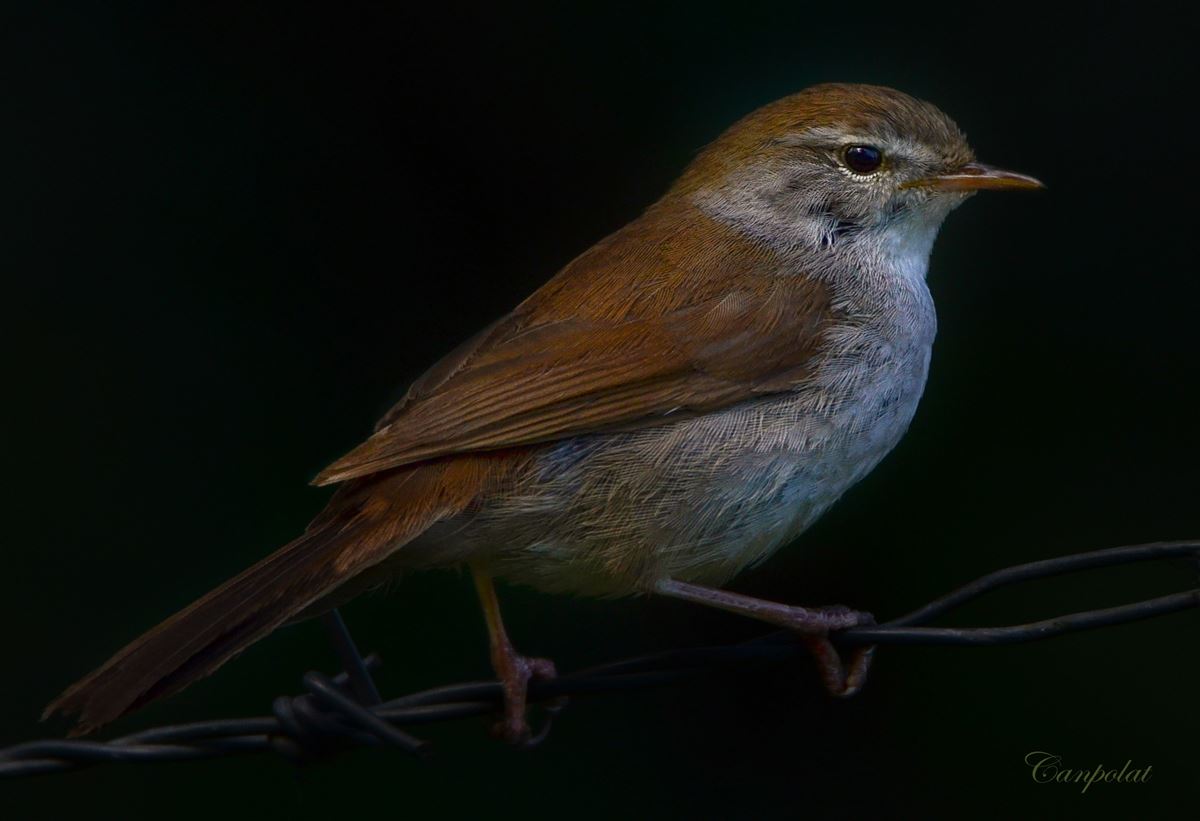 Cetti`s Warbler