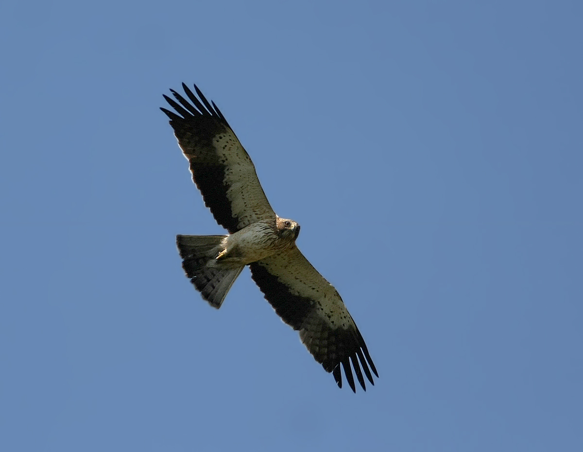 Booted Eagle