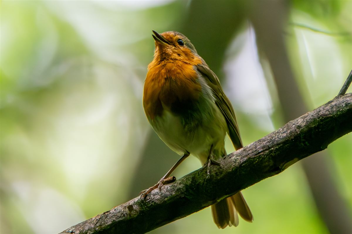 European Robin
