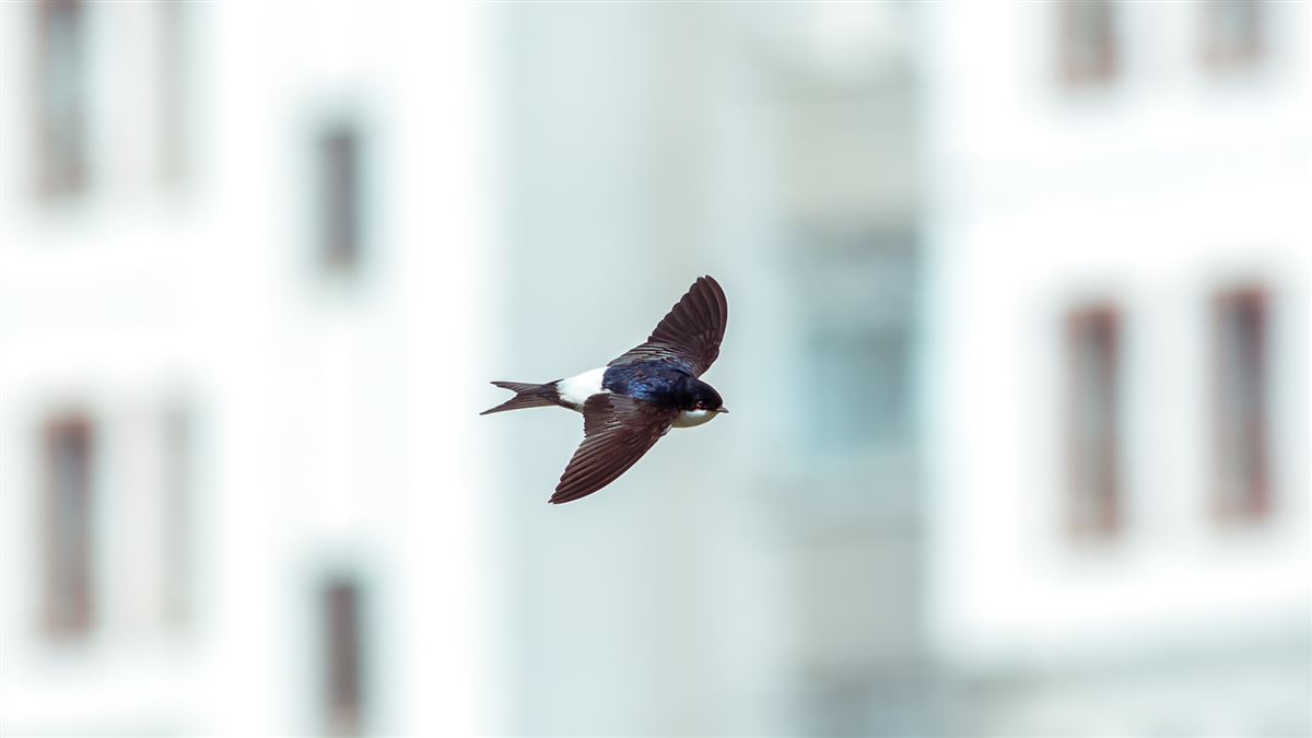 Western House Martin