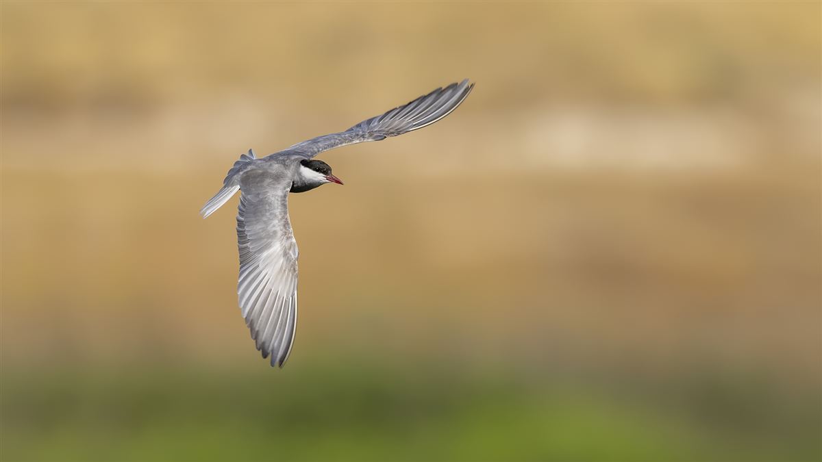 Whiskered Tern