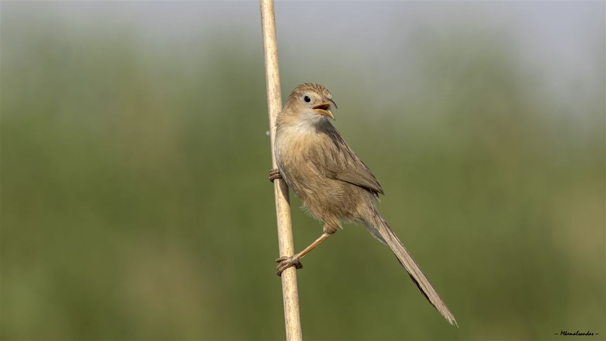 Iraq Babbler