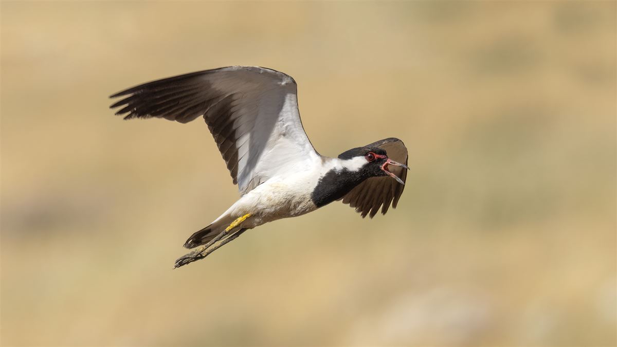 Red-wattled Lapwing
