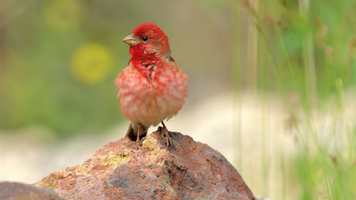 Common Rosefinch