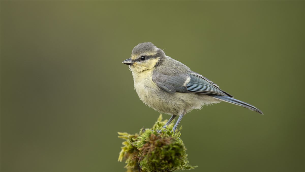 Eurasian Blue Tit