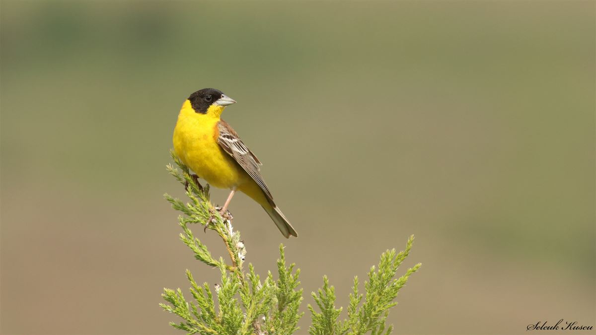 Black-headed Bunting