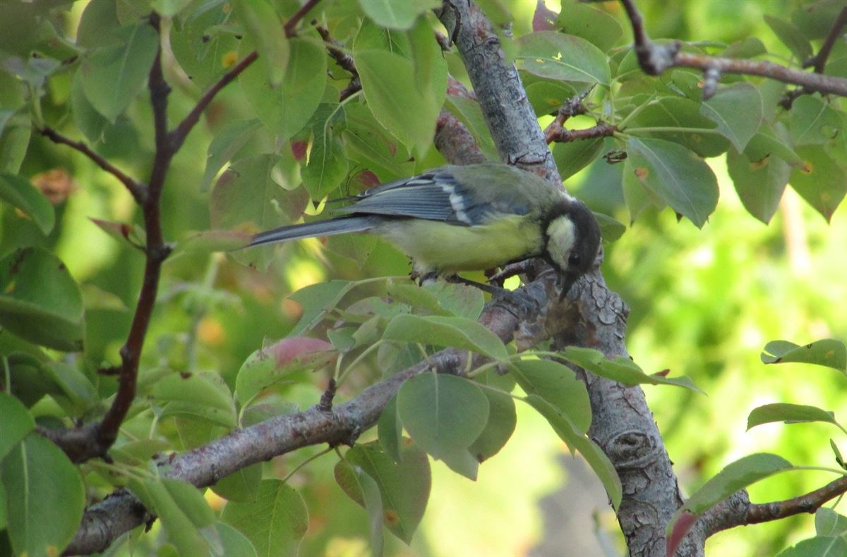 Great Tit