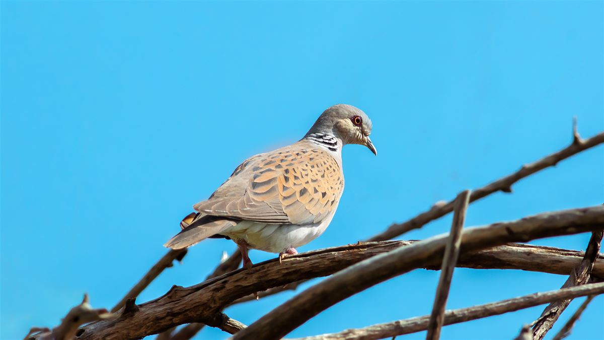 European Turtle Dove