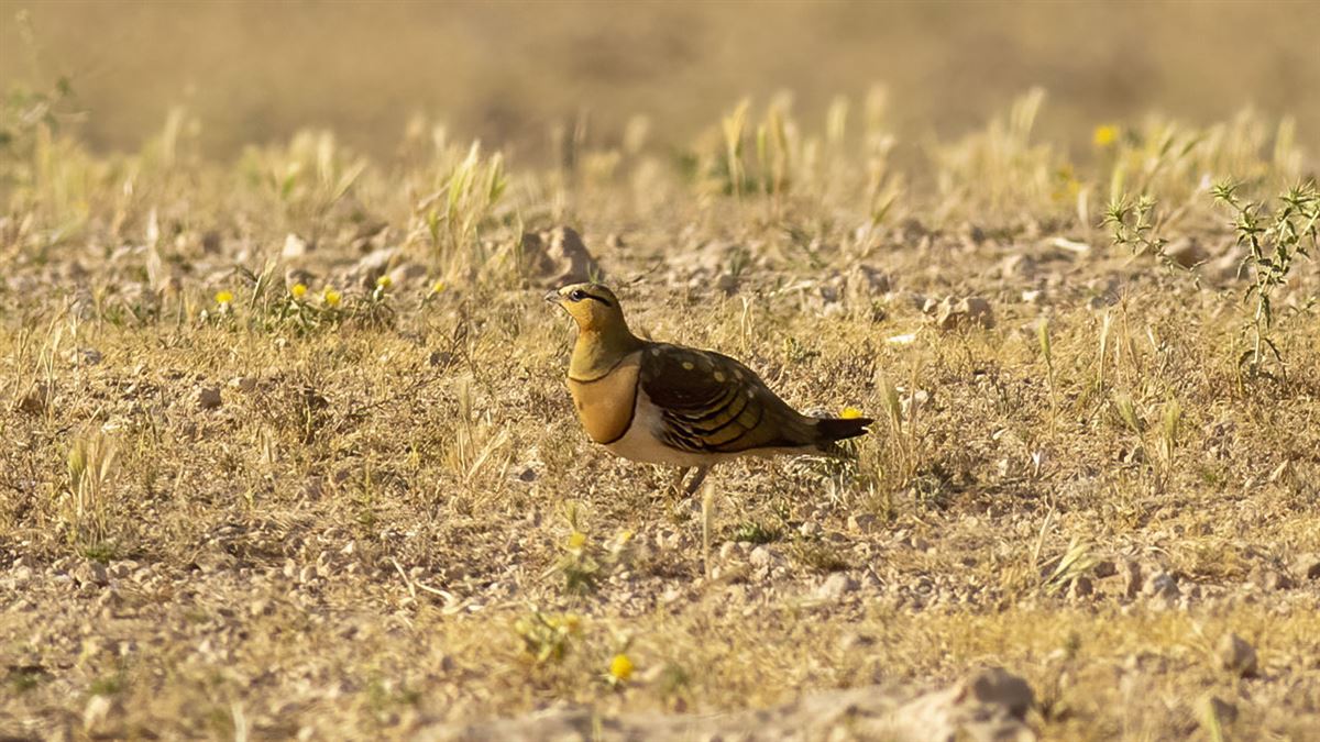 Pin-tailed Sandgrouse