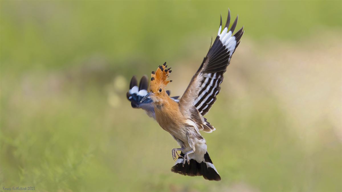Common Hoopoe