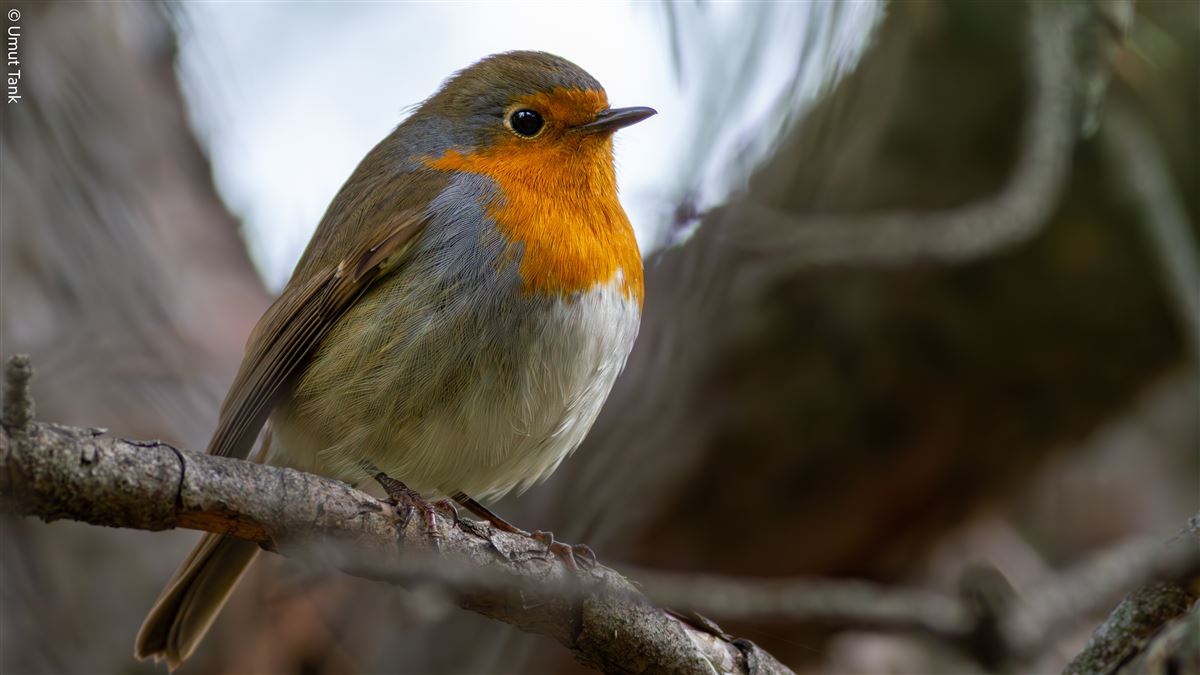 European Robin