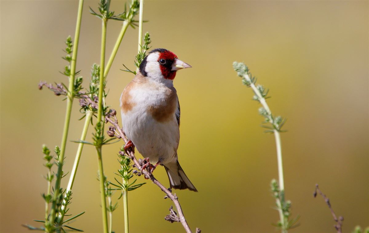 European Goldfinch