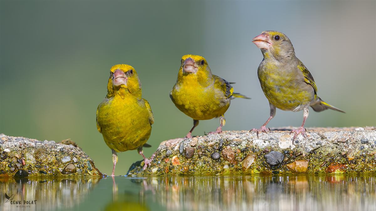 European Greenfinch