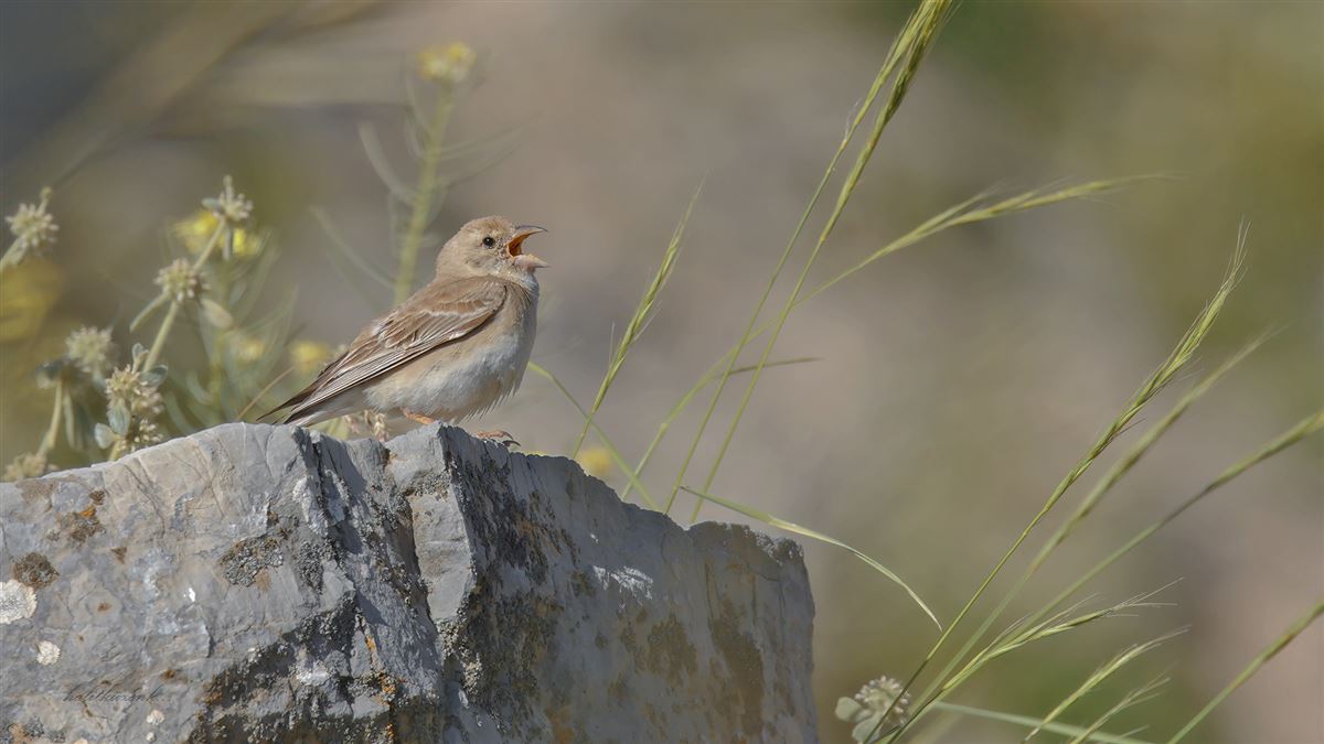 Pale Rockfinch