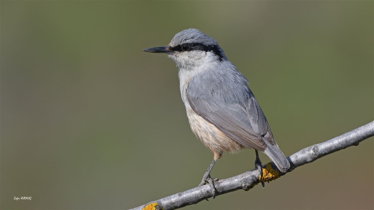Western Rock Nuthatch