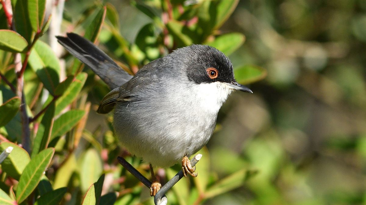 Sardinian Warbler
