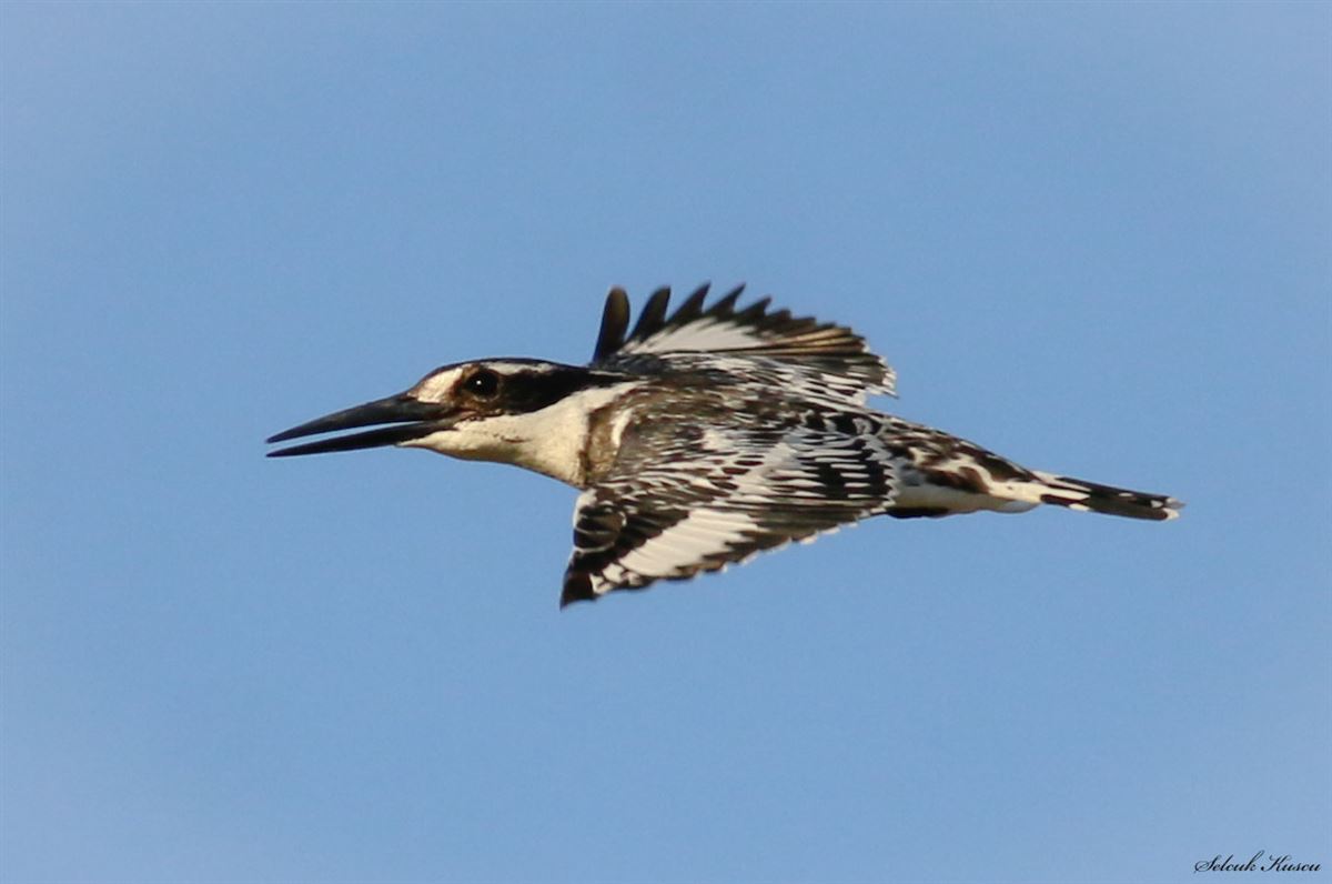Pied Kingfisher