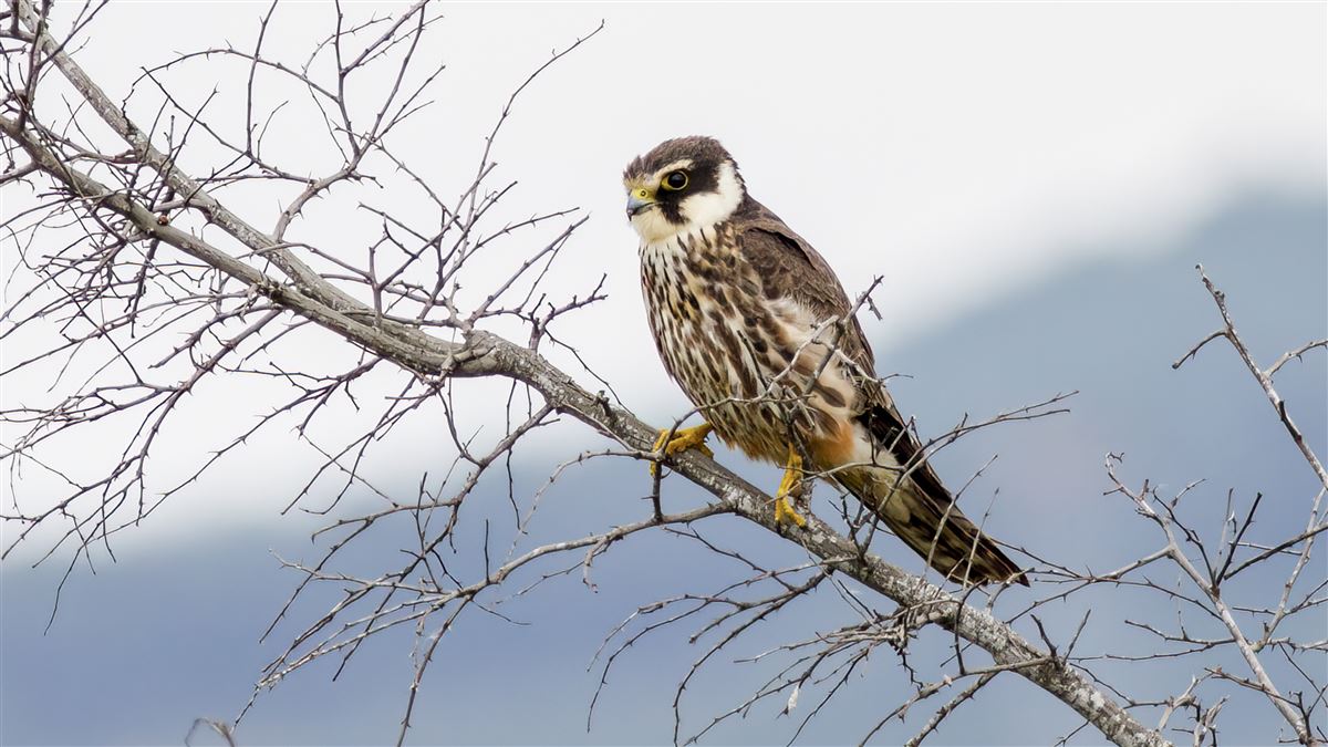 Eurasian Hobby