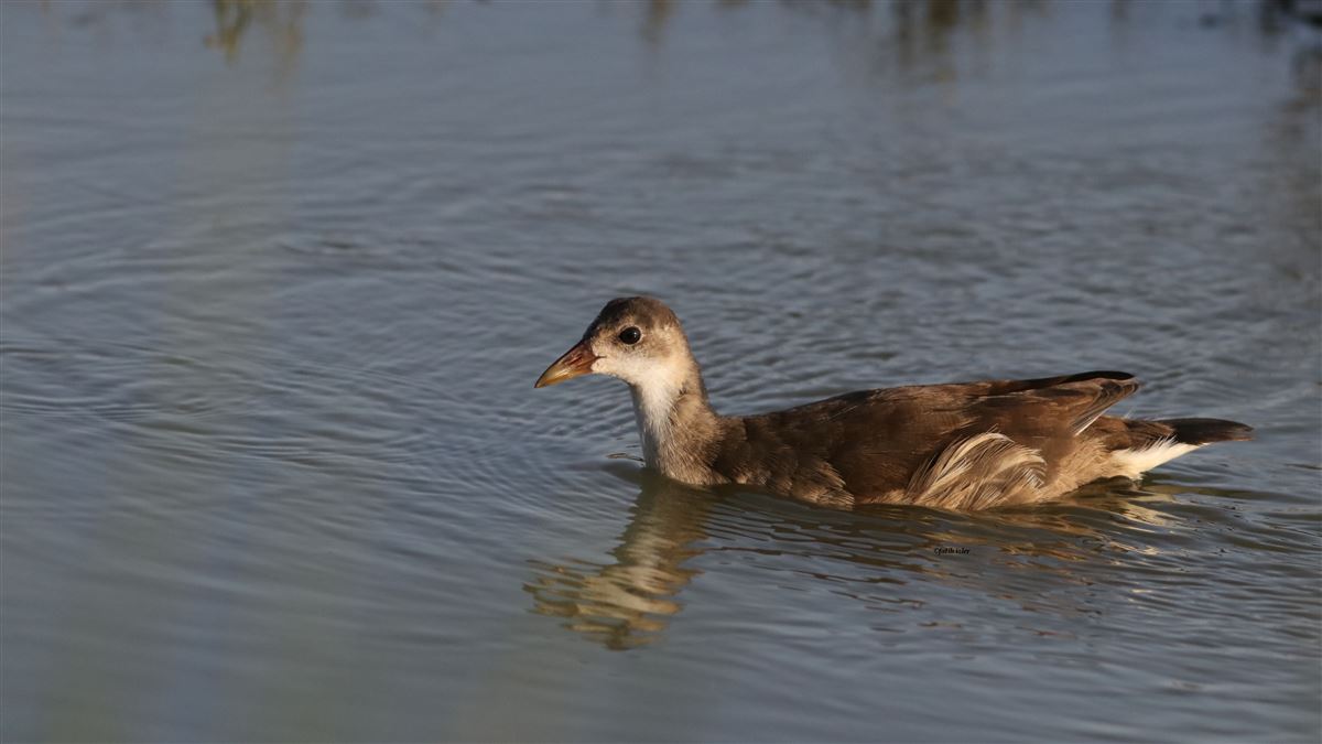 Common Moorhen