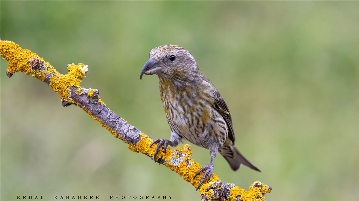 Red Crossbill