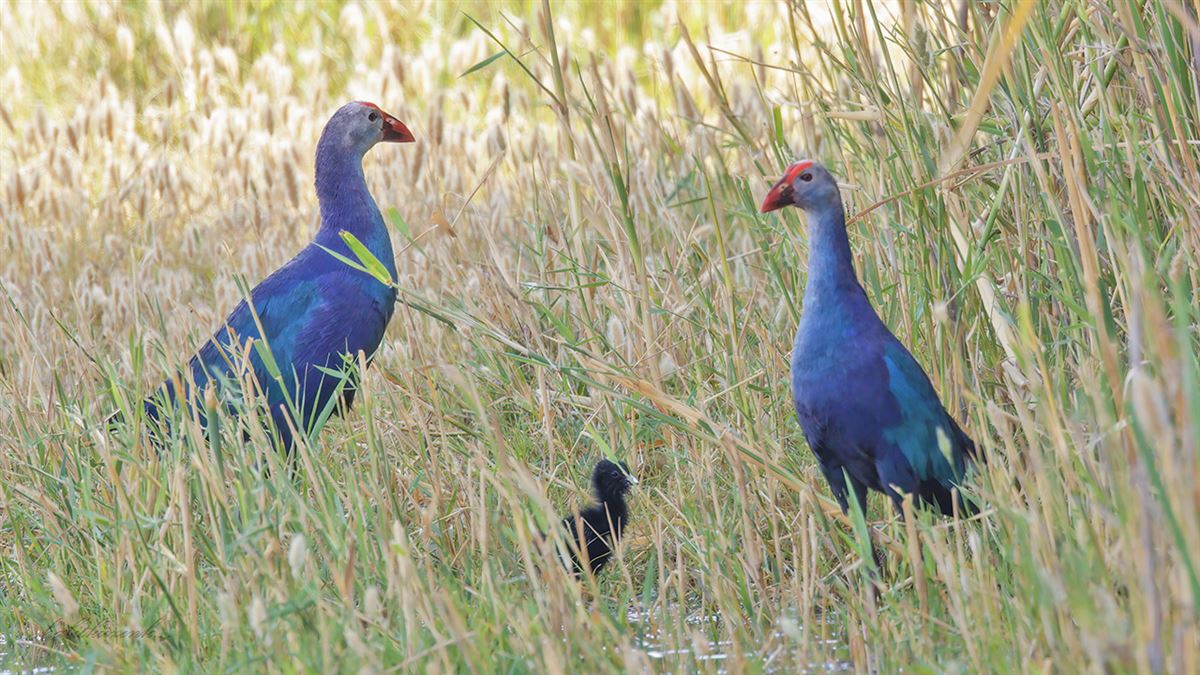 Grey-headed Swamphen
