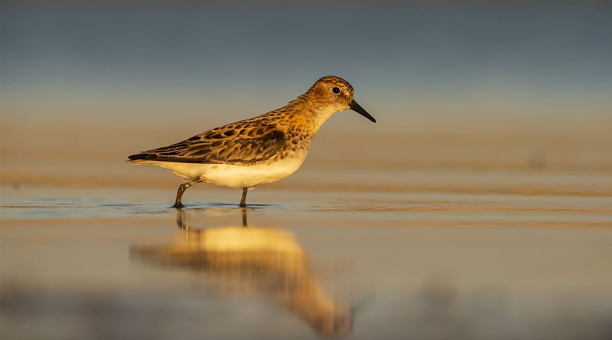 Little Stint