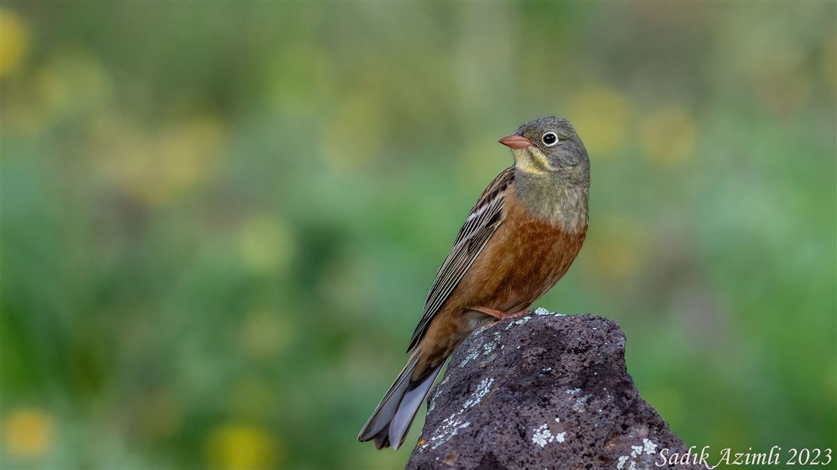 Ortolan Bunting
