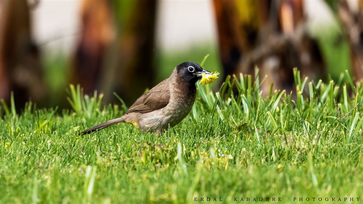 White-spectacled Bulbul