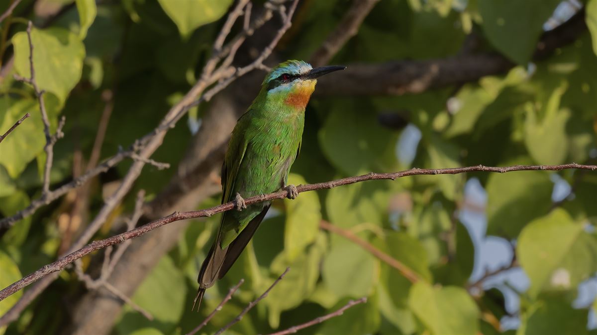 Blue-cheeked Bee-eater