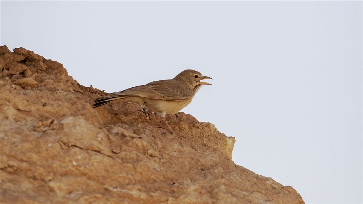 Desert Lark