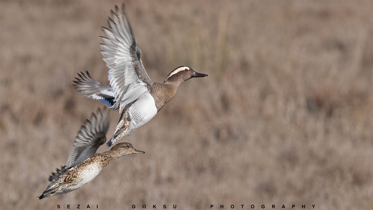 Garganey