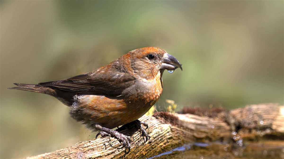 Red Crossbill
