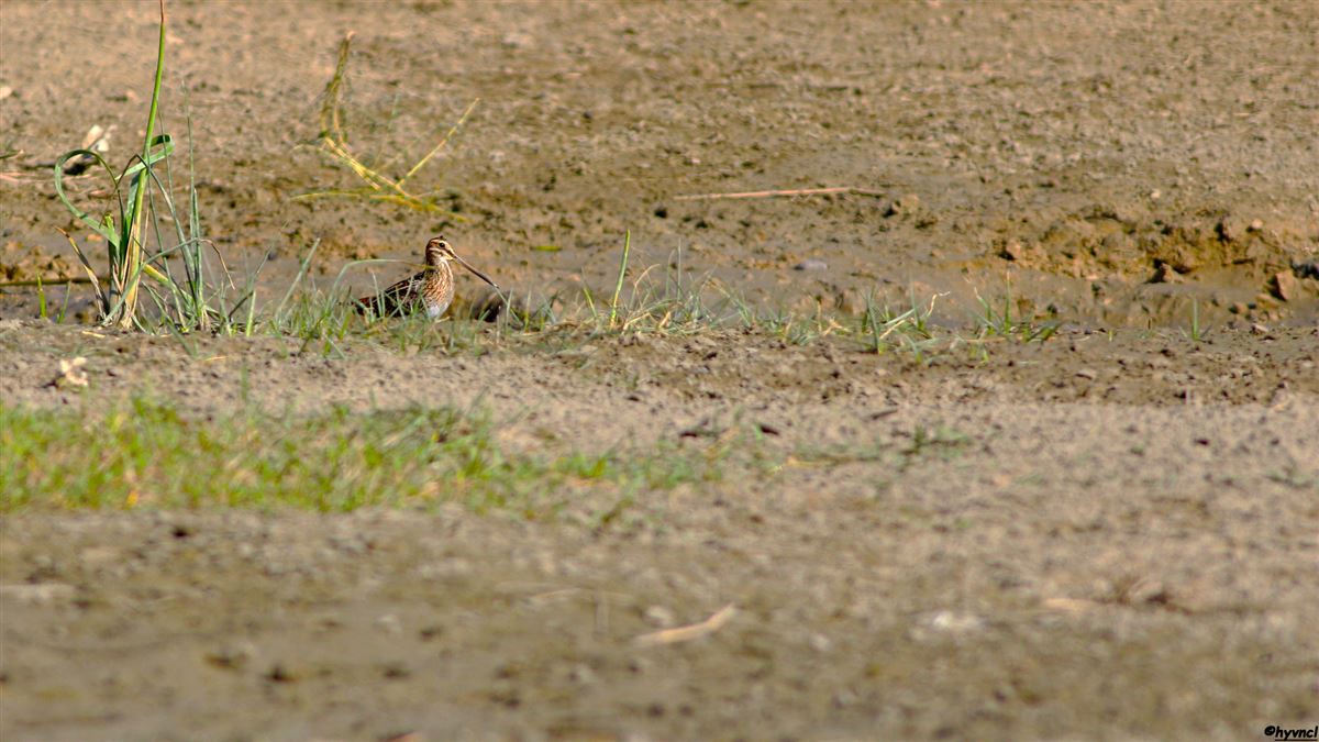 Common Snipe