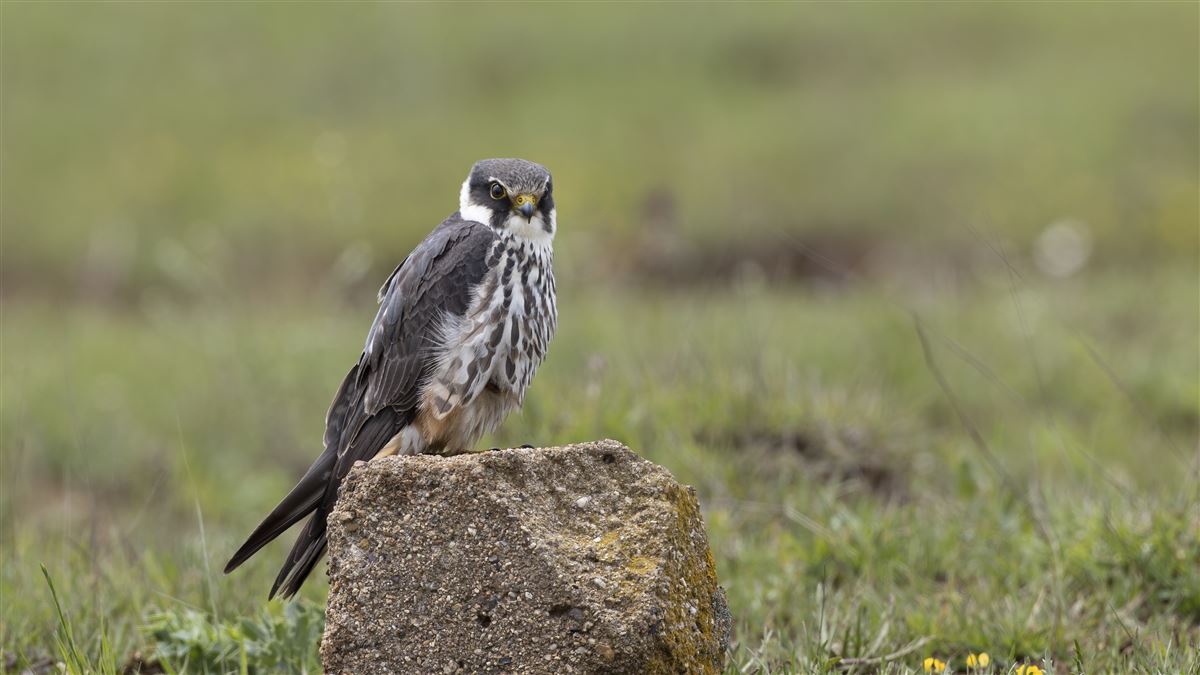 Eurasian Hobby