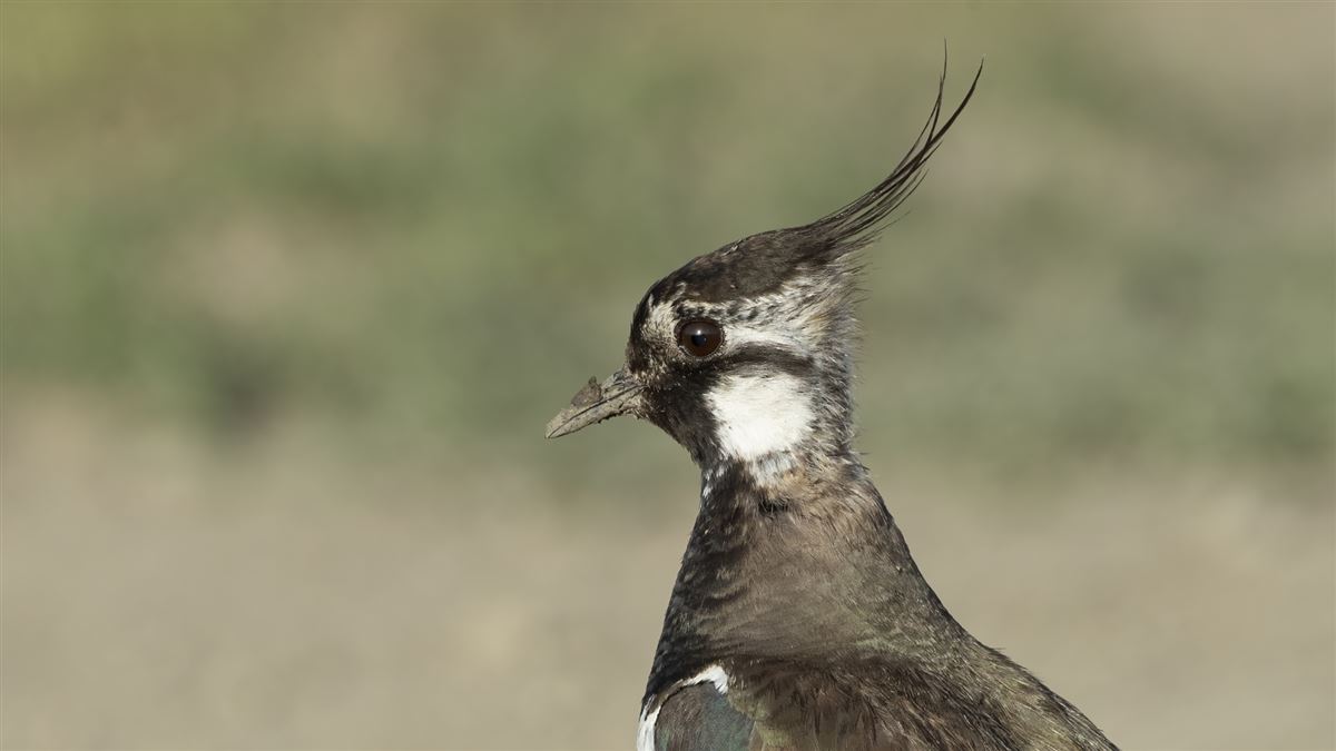 Northern Lapwing