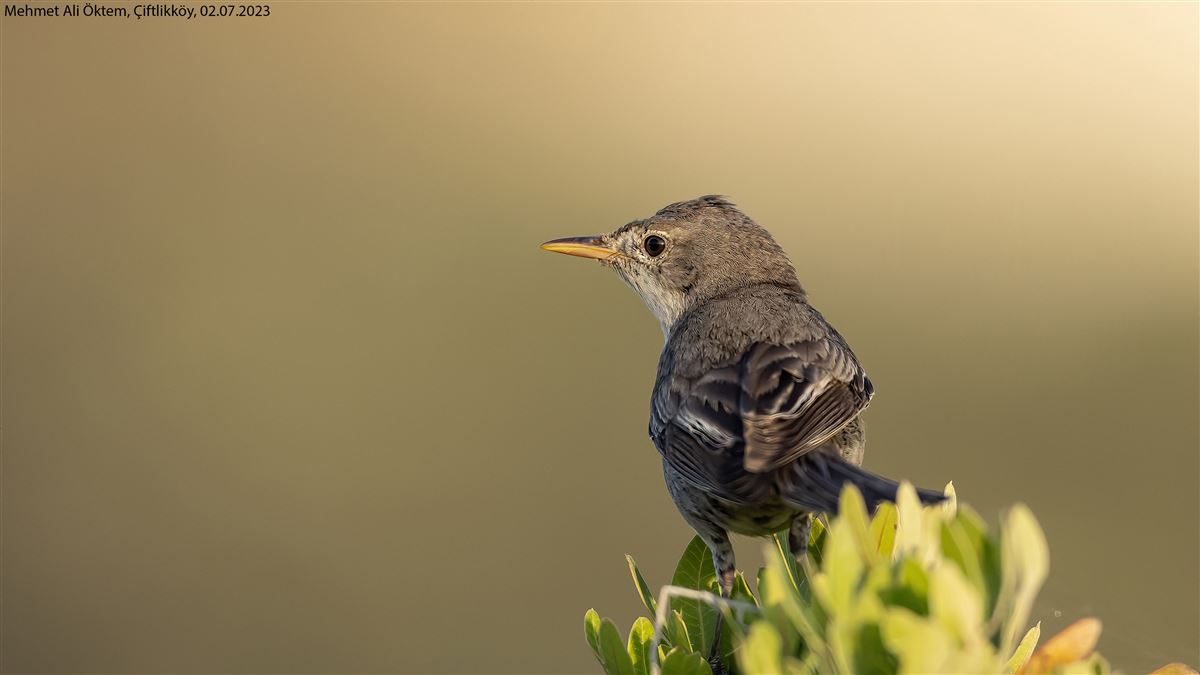 Olive-tree Warbler