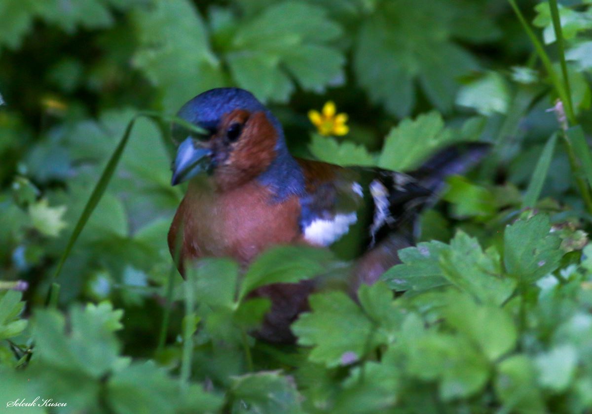 Eurasian Chaffinch
