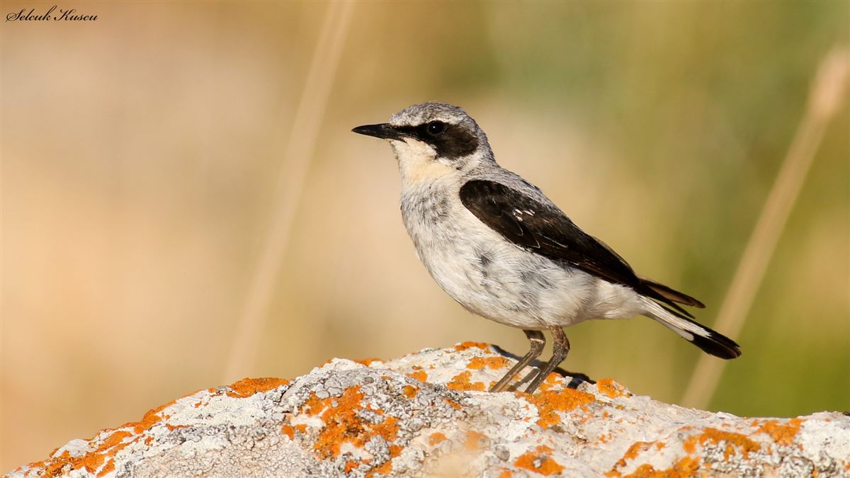 Northern Wheatear