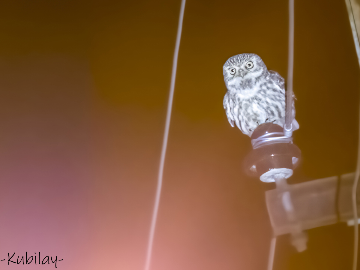 Little Owl