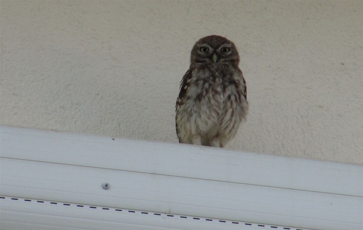 Little Owl