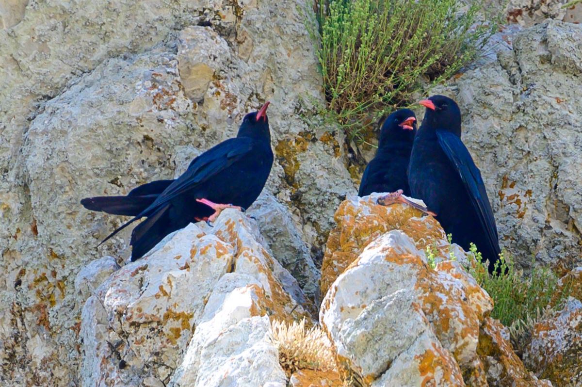 Red-billed Chough