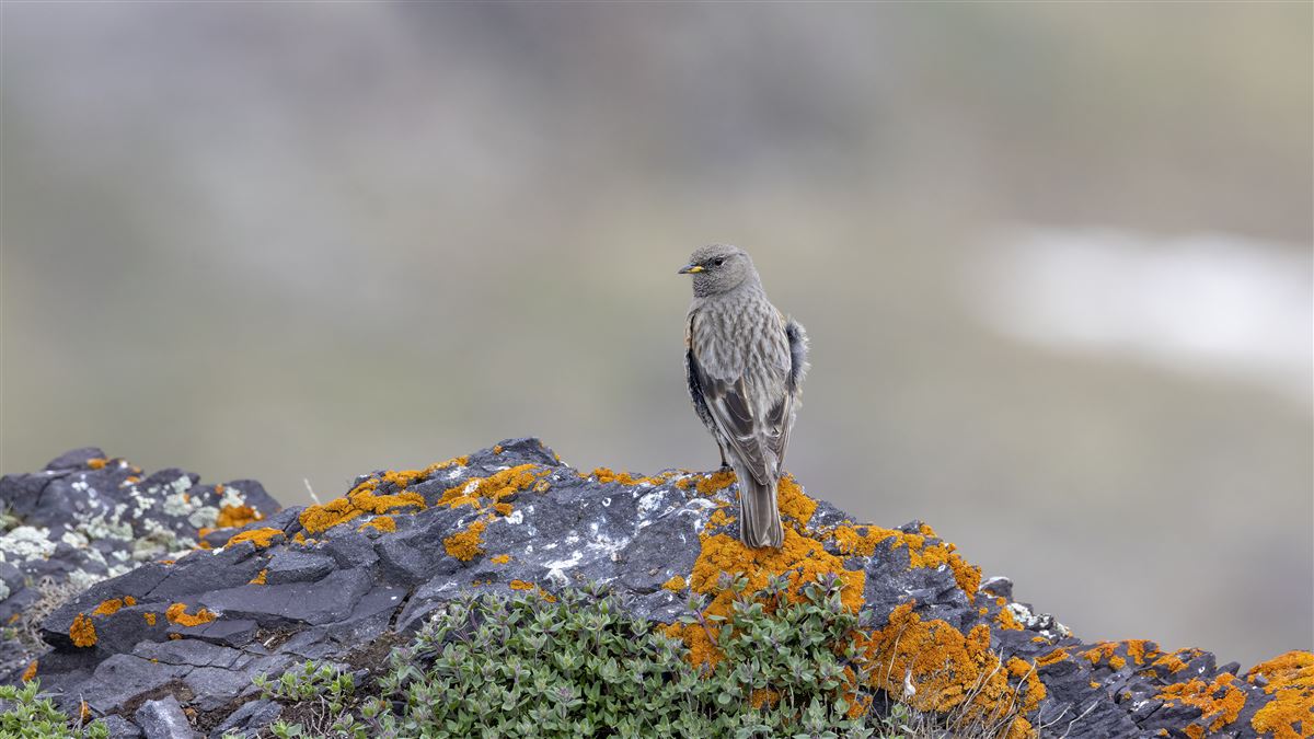 Alpine Accentor