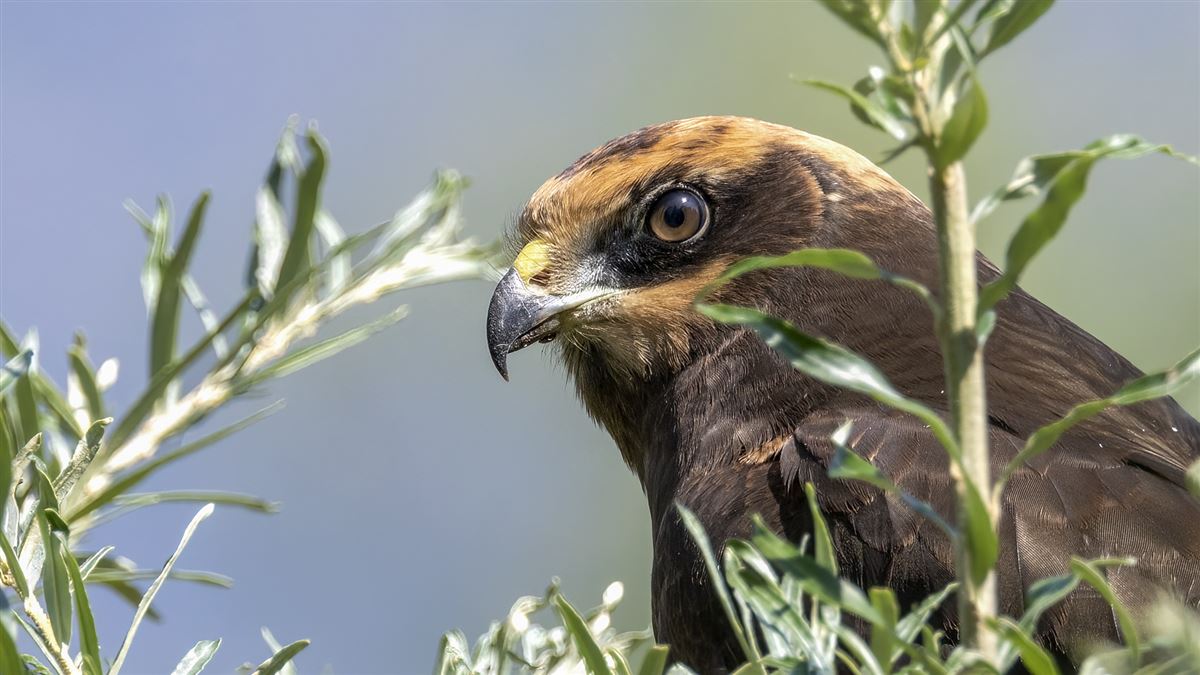 Western Marsh Harrier