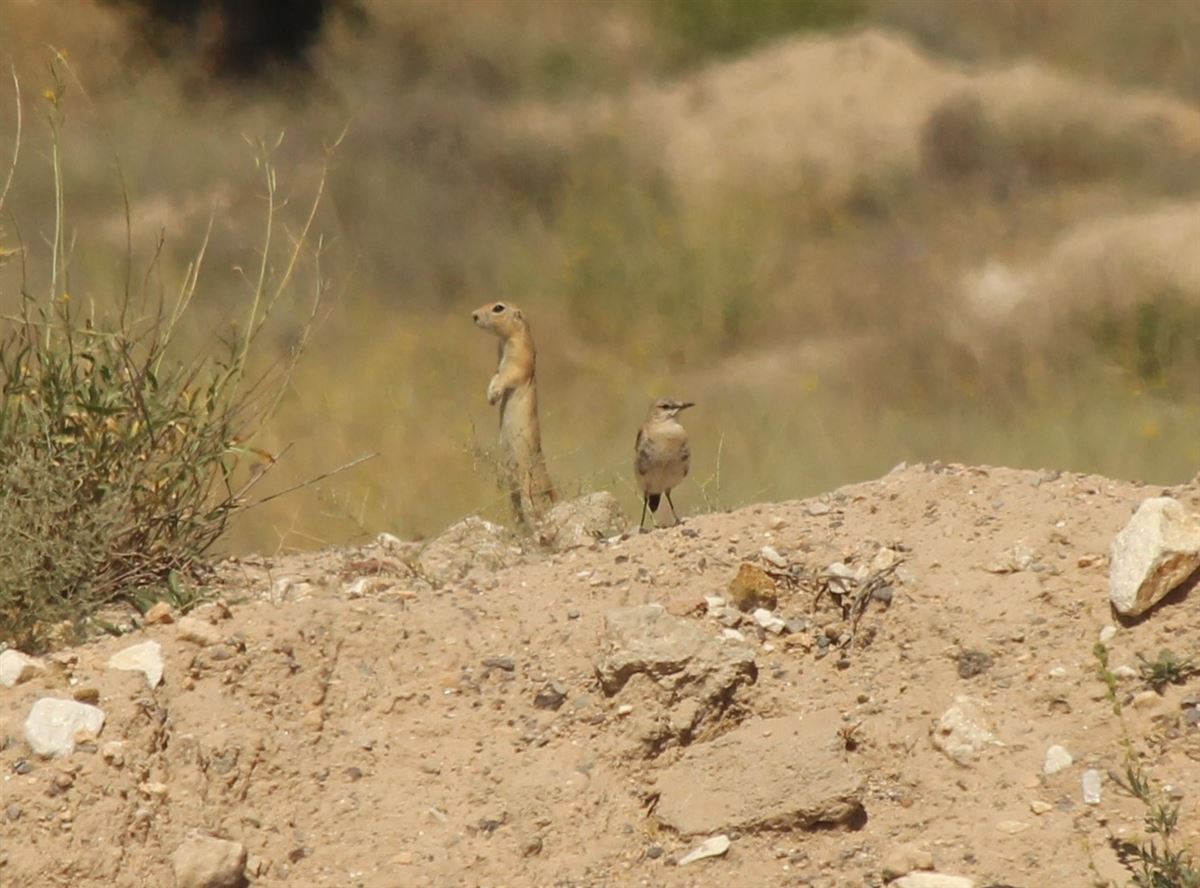 Isabelline Wheatear