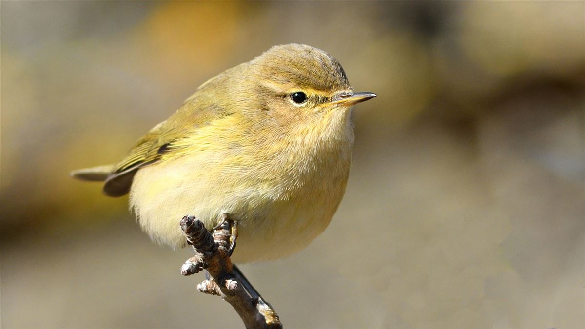 Common Chiffchaff